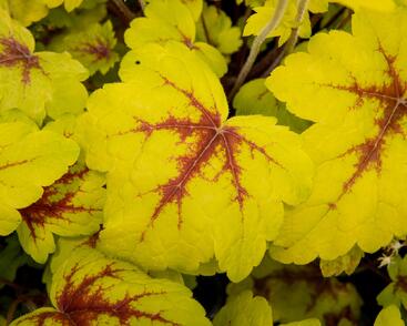 Dlužela 'Stoplight'