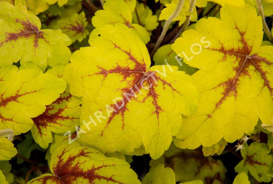 Dlužela 'Stoplight' - Heucherella hybrida 'Stoplight'