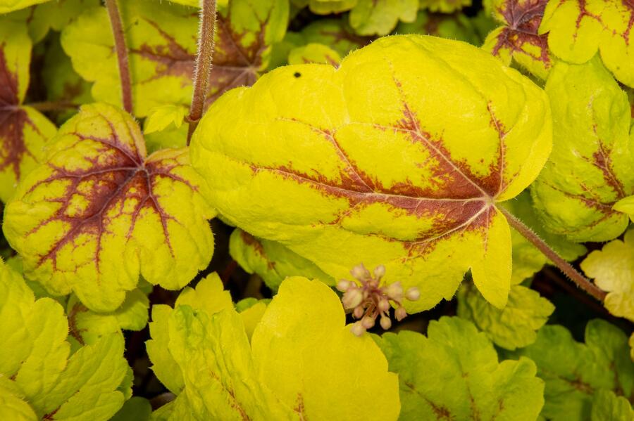 Dlužela 'Stoplight' - Heucherella hybrida 'Stoplight'