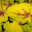 Dlužela 'Stoplight' - Heucherella hybrida 'Stoplight'