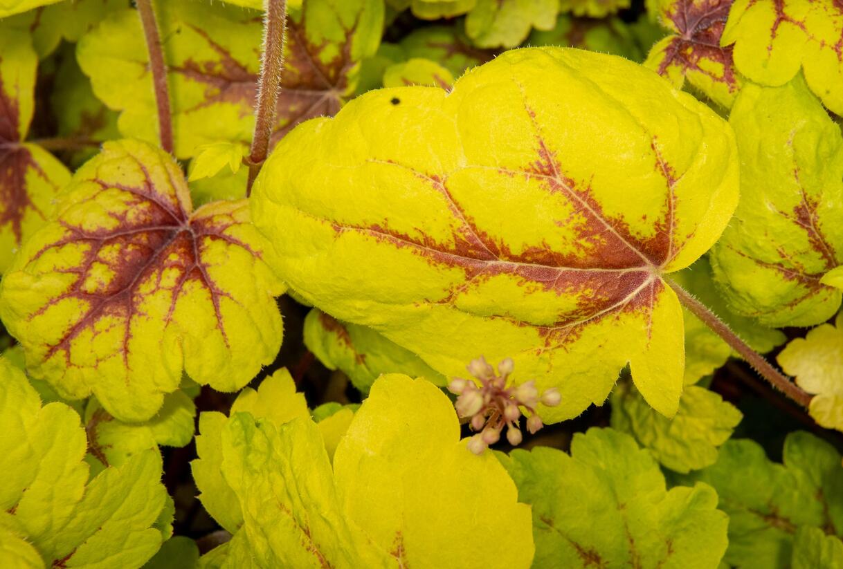 Dlužela 'Stoplight' - Heucherella hybrida 'Stoplight'