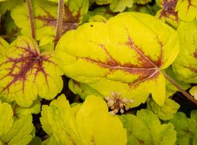 Dlužela 'Stoplight' - Heucherella hybrida 'Stoplight'