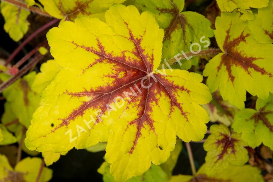Dlužela 'Stoplight' - Heucherella hybrida 'Stoplight'