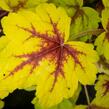 Dlužela 'Stoplight' - Heucherella hybrida 'Stoplight'