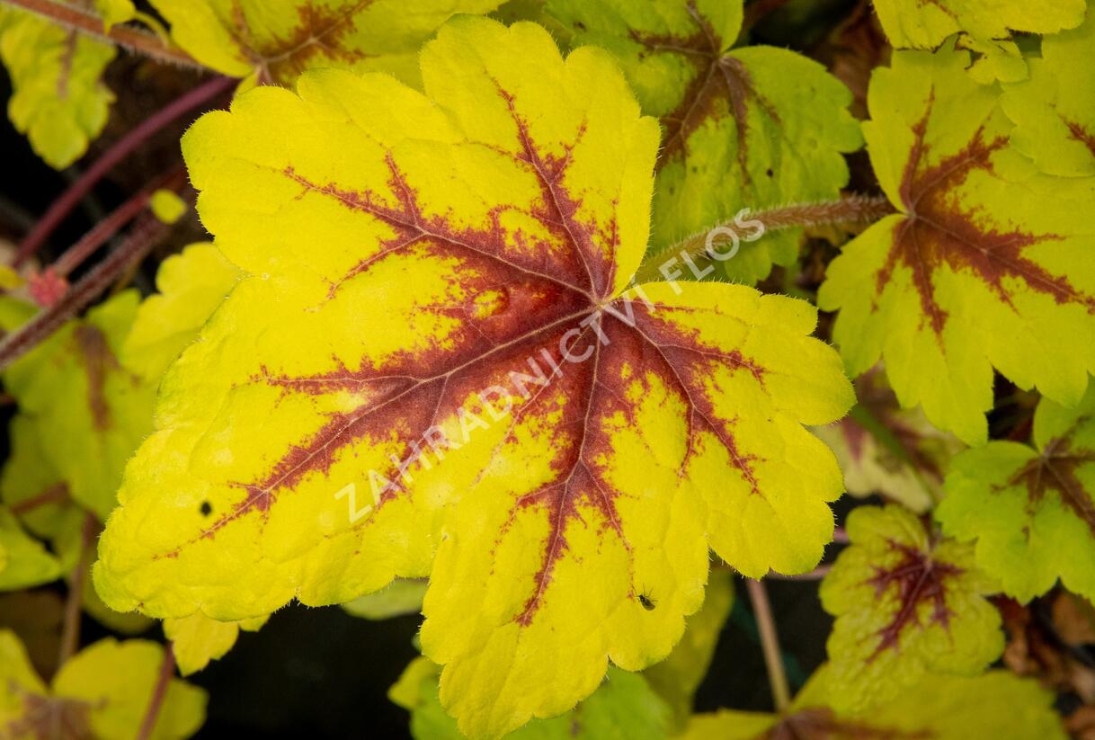 Dlužela 'Stoplight' - Heucherella hybrida 'Stoplight'