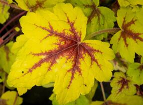 Dlužela 'Stoplight' - Heucherella hybrida 'Stoplight'