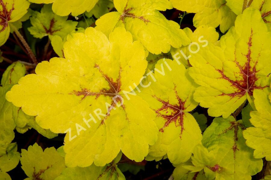 Dlužela 'Stoplight' - Heucherella hybrida 'Stoplight'