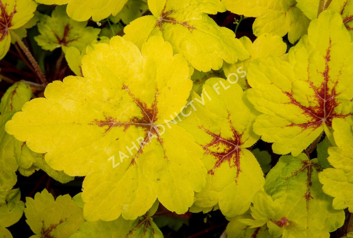 Dlužela 'Stoplight' - Heucherella hybrida 'Stoplight'