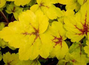 Dlužela 'Stoplight' - Heucherella hybrida 'Stoplight'