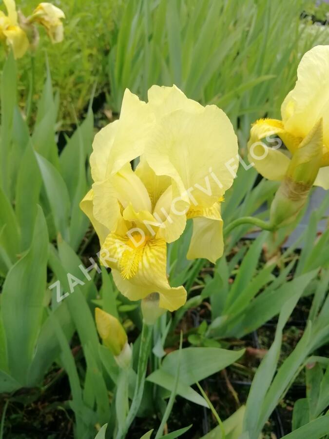 Kosatec německý 'Lime Fizz' - Iris barbata-elatior 'Lime Fizz'