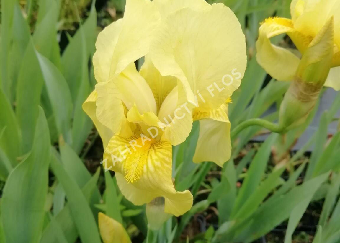 Kosatec německý 'Lime Fizz' - Iris barbata-elatior 'Lime Fizz'