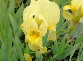 Kosatec německý 'Lime Fizz' - Iris barbata-elatior 'Lime Fizz'