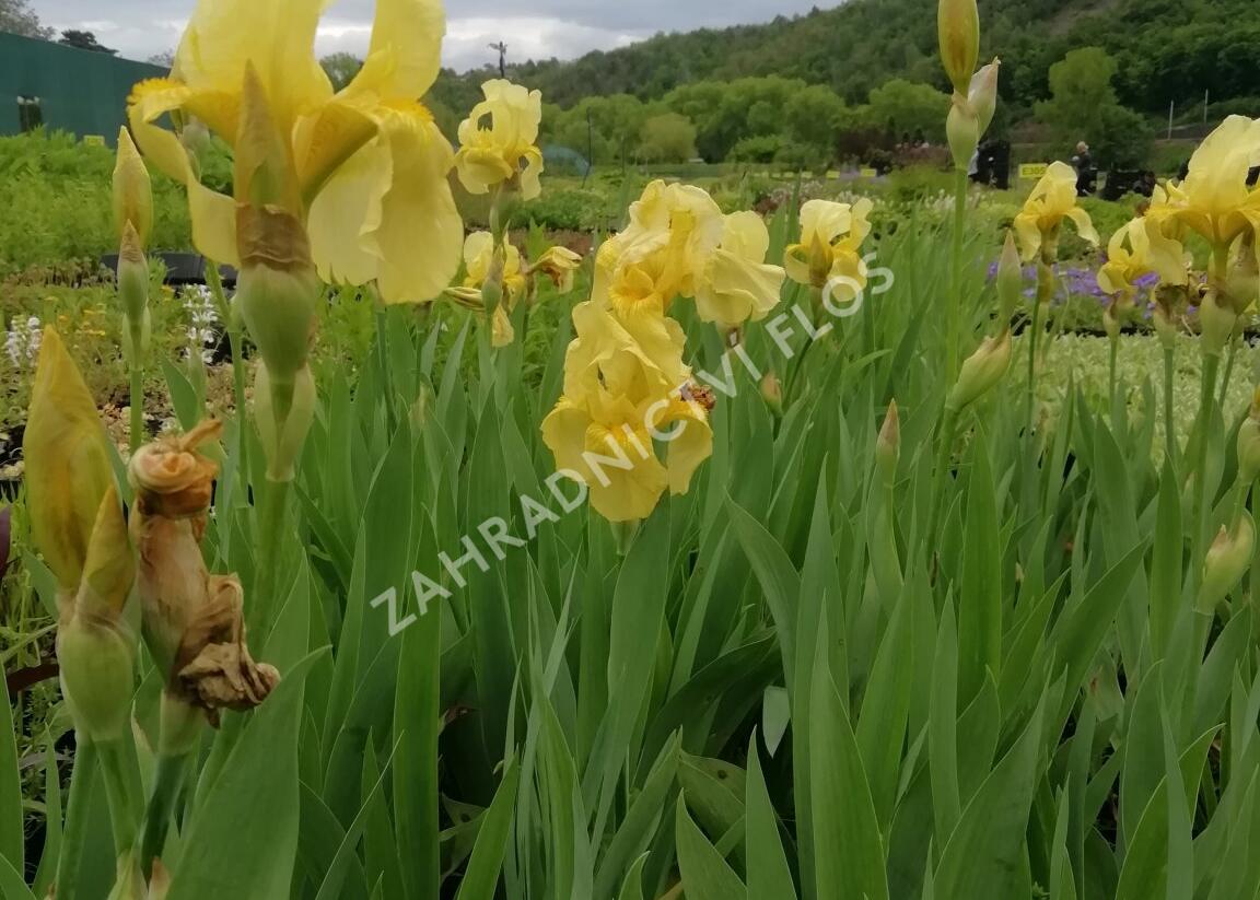 Kosatec německý 'Lime Fizz' - Iris barbata-elatior 'Lime Fizz'