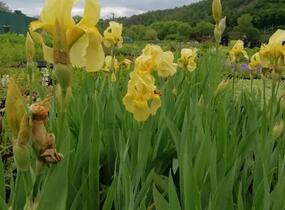 Kosatec německý 'Lime Fizz' - Iris barbata-elatior 'Lime Fizz'