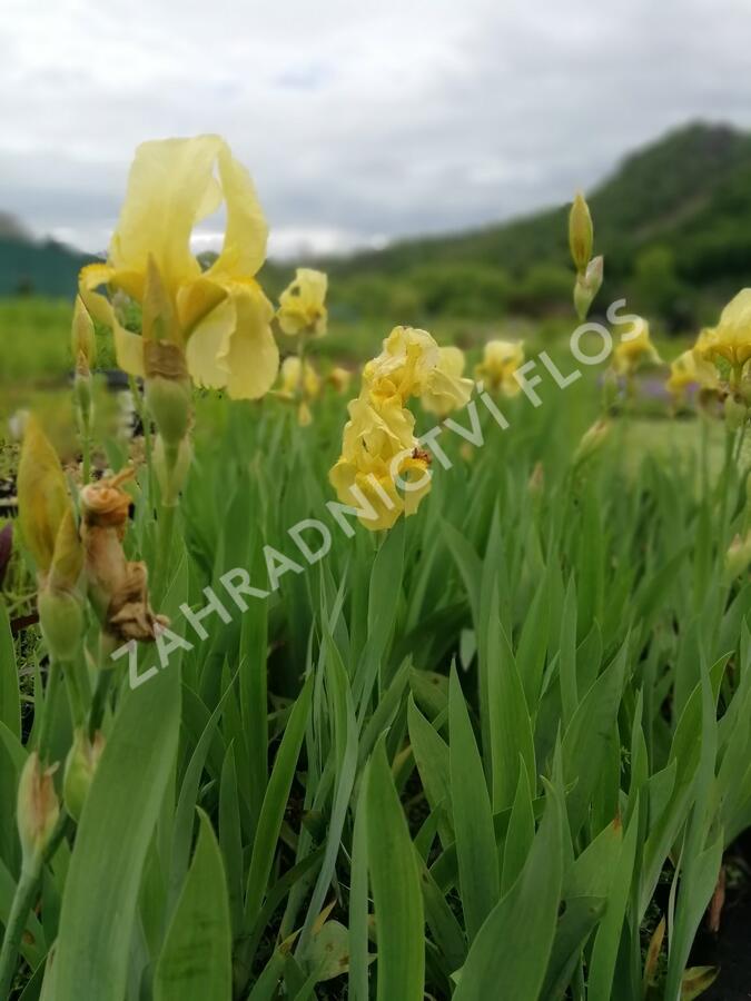 Kosatec německý 'Lime Fizz' - Iris barbata-elatior 'Lime Fizz'