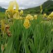 Kosatec německý 'Lime Fizz' - Iris barbata-elatior 'Lime Fizz'