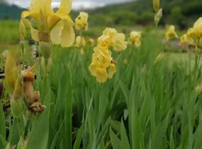 Kosatec německý 'Lime Fizz' - Iris barbata-elatior 'Lime Fizz'