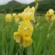 Kosatec německý 'Lime Fizz' - Iris barbata-elatior 'Lime Fizz'