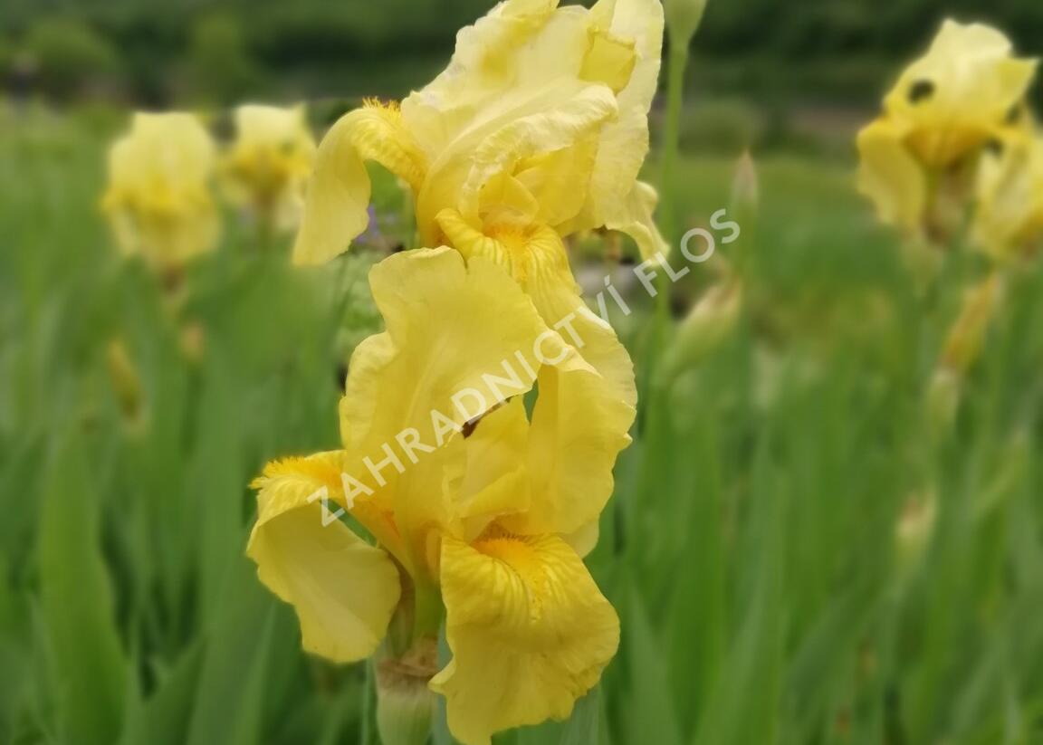 Kosatec německý 'Lime Fizz' - Iris barbata-elatior 'Lime Fizz'