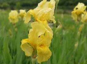 Kosatec německý 'Lime Fizz' - Iris barbata-elatior 'Lime Fizz'