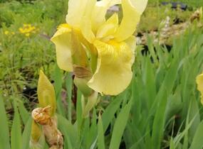 Kosatec německý 'Lime Fizz' - Iris barbata-elatior 'Lime Fizz'