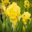 Kosatec německý 'Lime Fizz' - Iris barbata-elatior 'Lime Fizz'