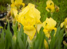 Kosatec německý 'Lime Fizz' - Iris barbata-elatior 'Lime Fizz'