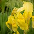 Kosatec německý 'Lime Fizz' - Iris barbata-elatior 'Lime Fizz'