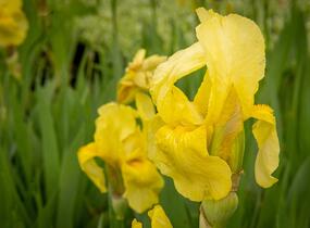Kosatec německý 'Lime Fizz' - Iris barbata-elatior 'Lime Fizz'