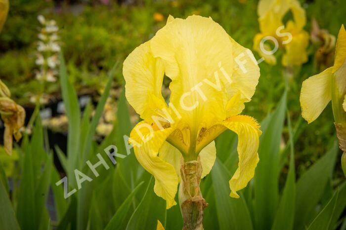 Kosatec německý 'Lime Fizz' - Iris barbata-elatior 'Lime Fizz'