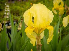 Kosatec německý 'Lime Fizz' - Iris barbata-elatior 'Lime Fizz'