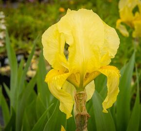 Kosatec německý 'Lime Fizz' - Iris barbata-elatior 'Lime Fizz'