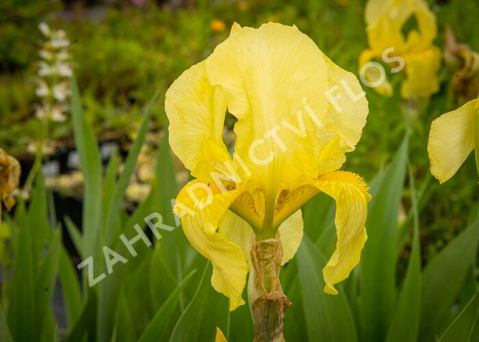 Kosatec německý 'Lime Fizz' - Iris barbata-elatior 'Lime Fizz'