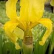 Kosatec německý 'Lime Fizz' - Iris barbata-elatior 'Lime Fizz'