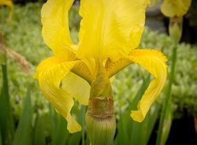 Kosatec německý 'Lime Fizz' - Iris barbata-elatior 'Lime Fizz'