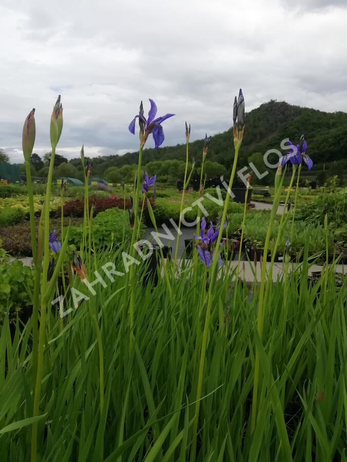 Kosatec sibiřský - Iris sibirica