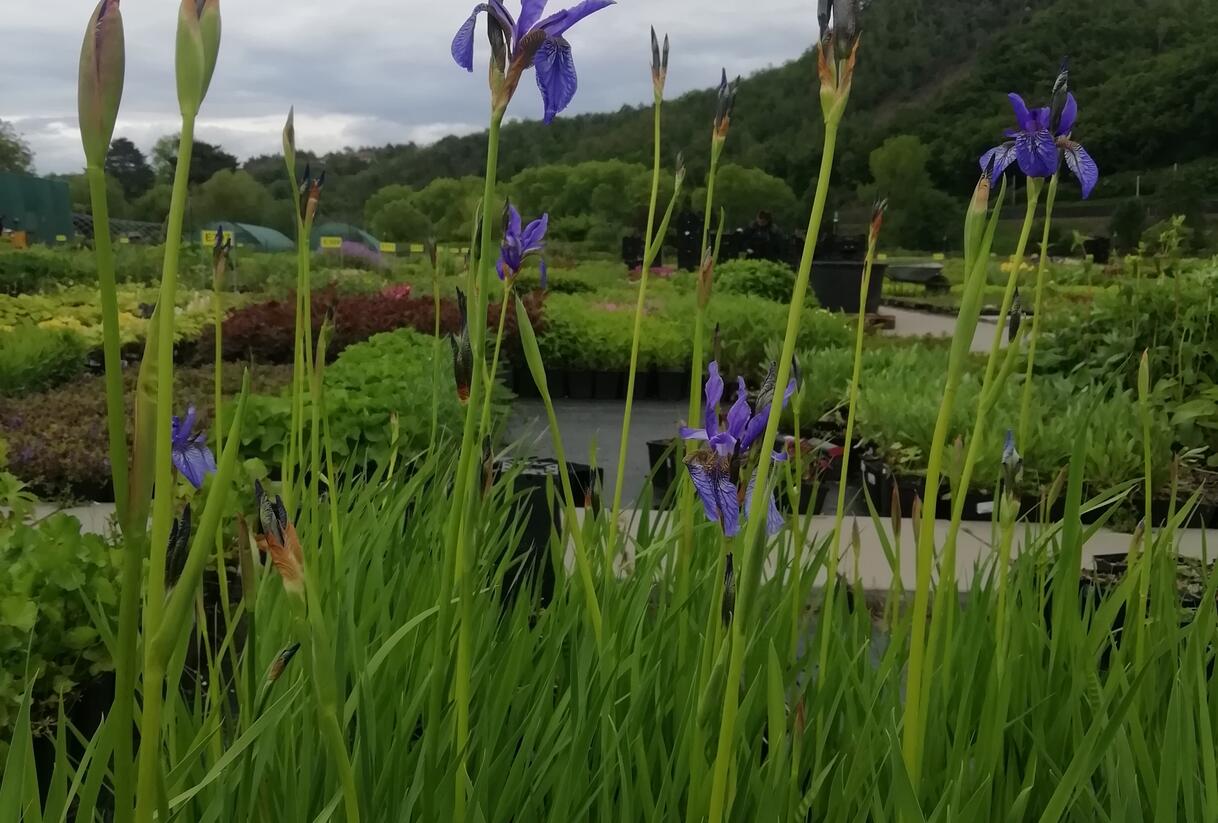 Kosatec sibiřský - Iris sibirica