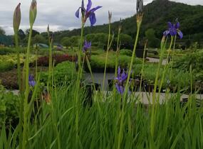 Kosatec sibiřský - Iris sibirica