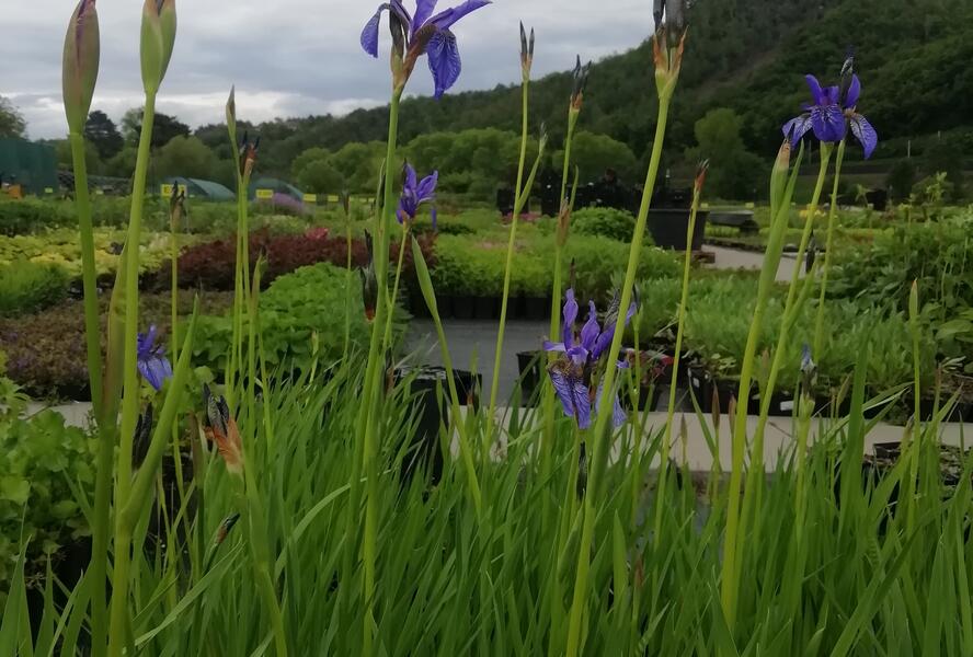 Kosatec sibiřský - Iris sibirica