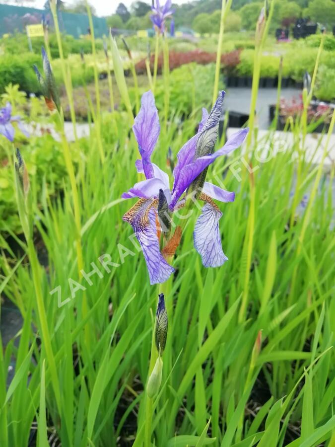 Kosatec sibiřský - Iris sibirica