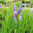 Kosatec sibiřský - Iris sibirica