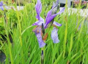 Kosatec sibiřský - Iris sibirica