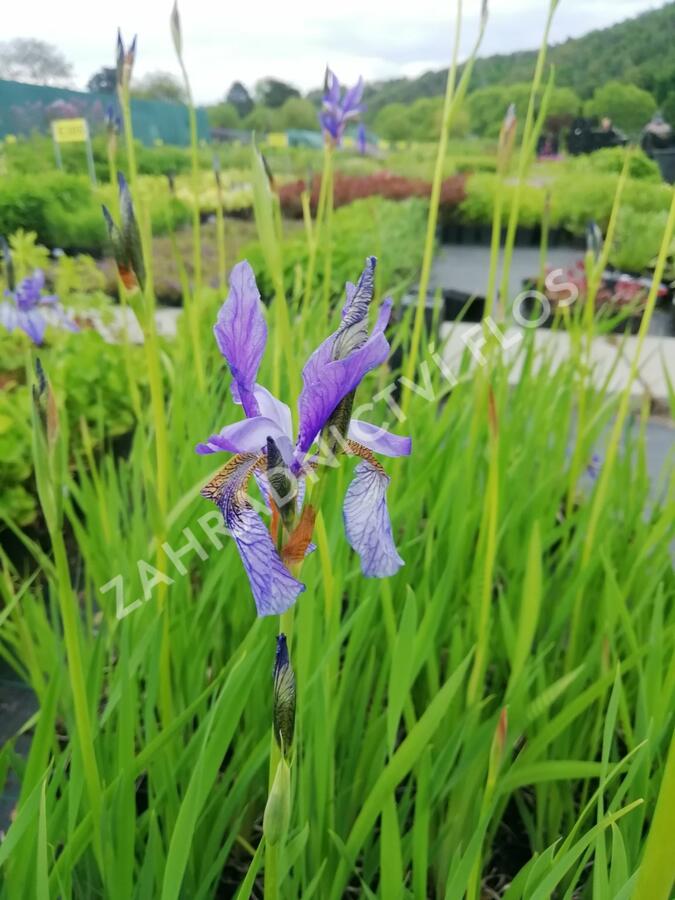 Kosatec sibiřský - Iris sibirica