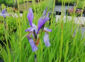 Kosatec sibiřský - Iris sibirica