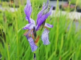 Kosatec sibiřský - Iris sibirica