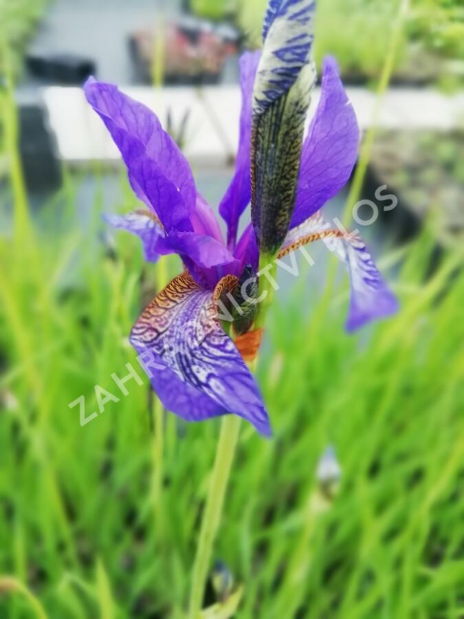 Kosatec sibiřský - Iris sibirica