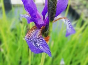 Kosatec sibiřský - Iris sibirica