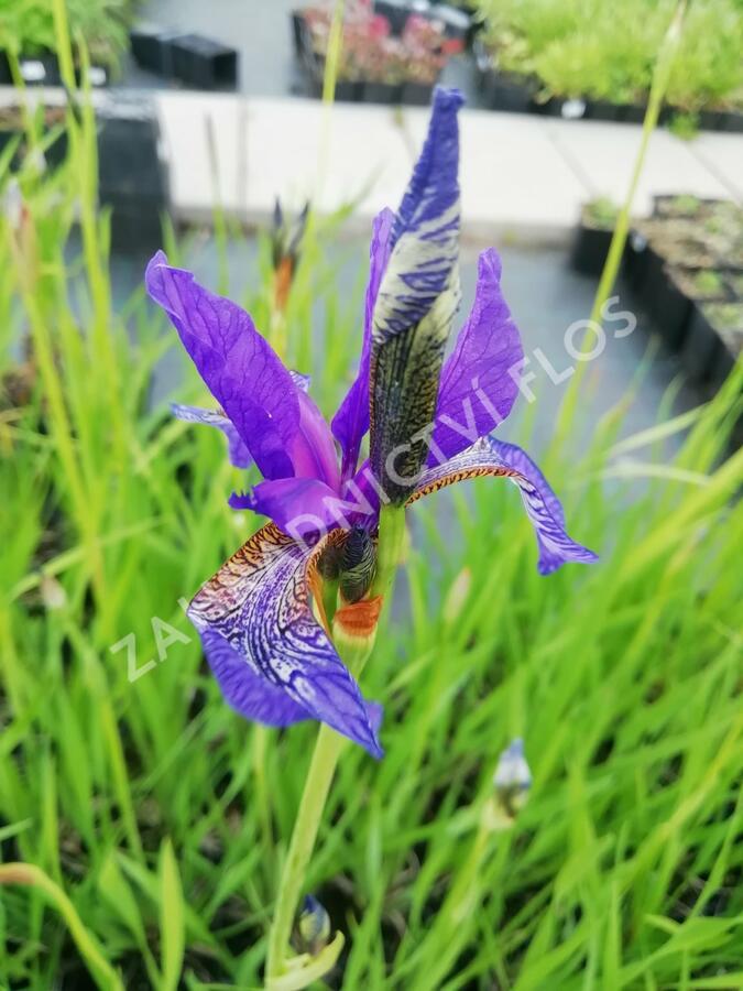 Kosatec sibiřský - Iris sibirica