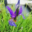 Kosatec sibiřský - Iris sibirica