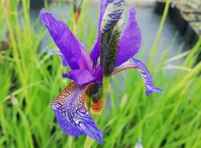 Kosatec sibiřský - Iris sibirica